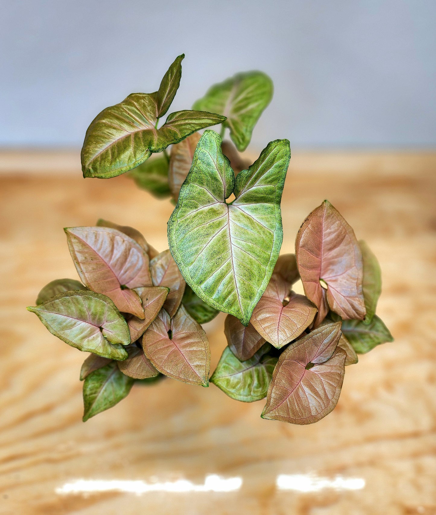 Syngonium Podophyllum/Neon Robusta (Pink Arrowhead Plant)