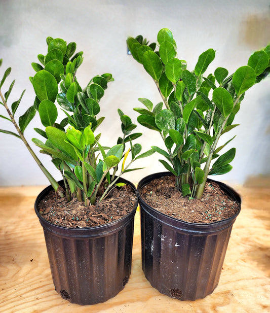 Zamioculcas Zamiifolia (ZZ Plant)