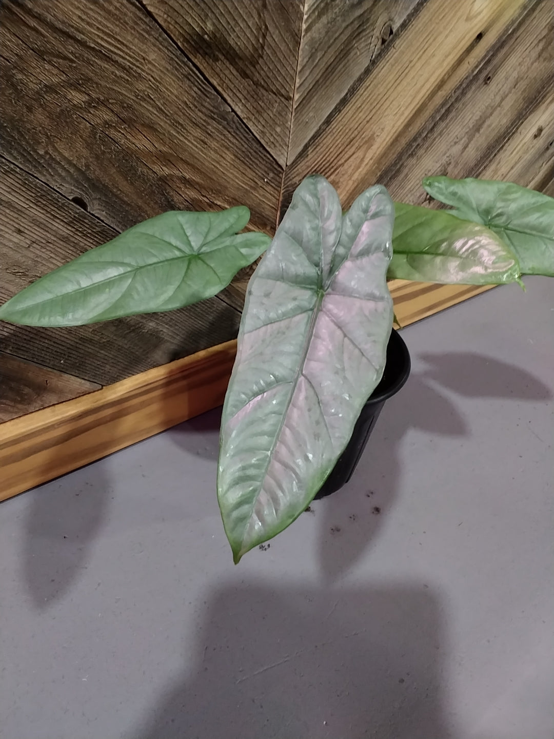 Alocasia Heterophylla 'Corazon'