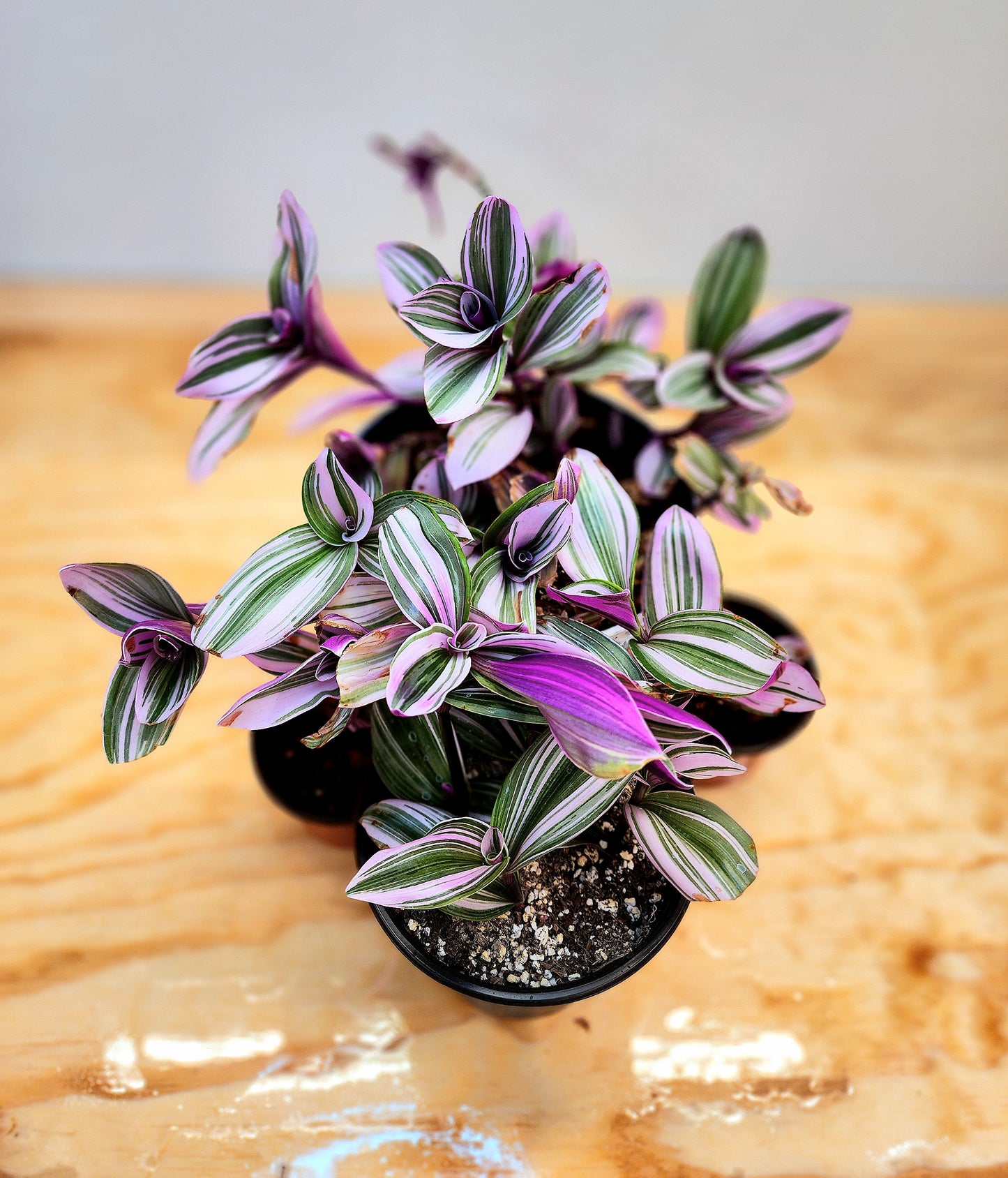 Tradescantia Fluminensis 'Lilac' (Lilac Wandering Dude)