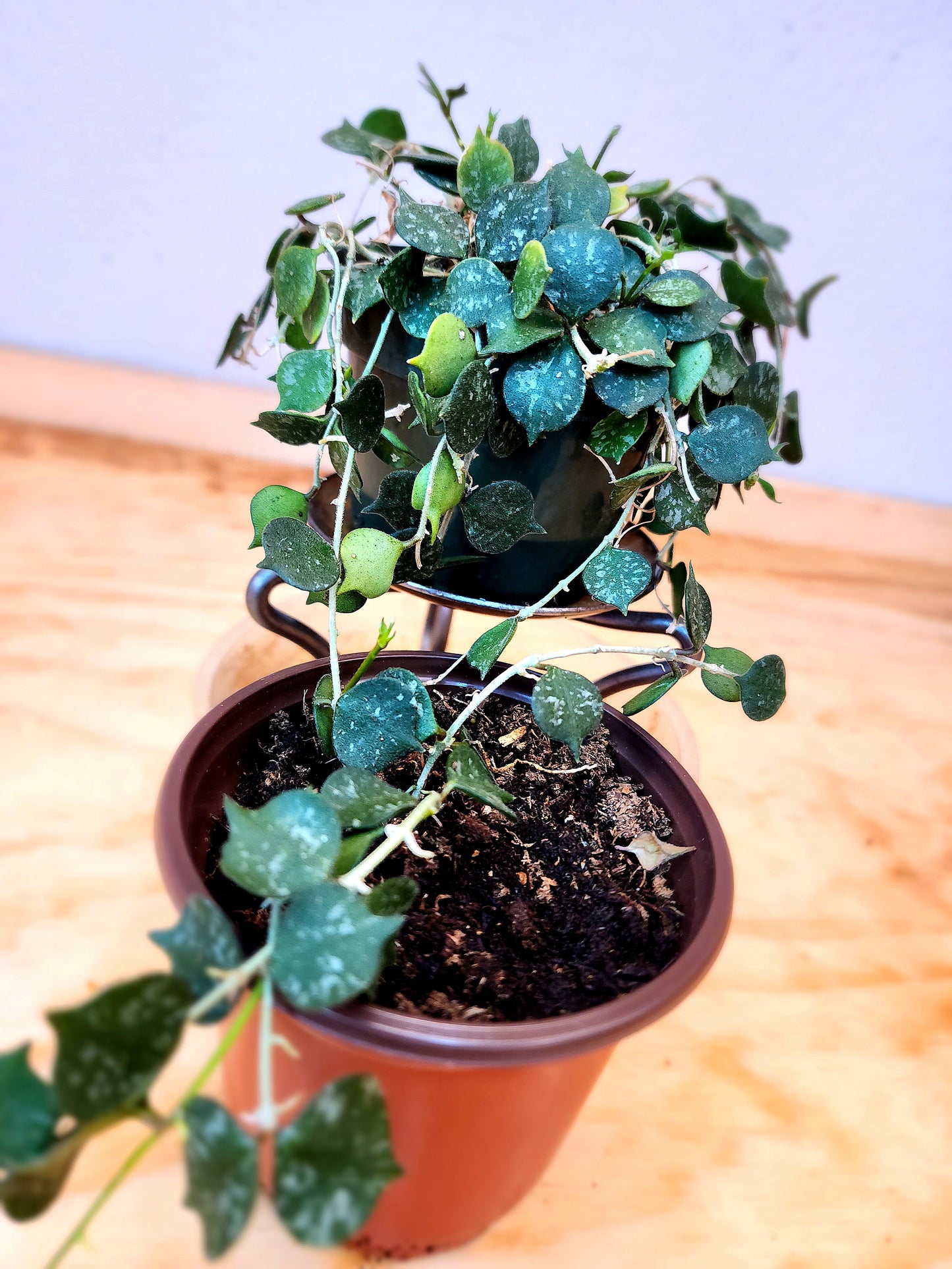 Hoya Curtsii (Porcelain Vine)