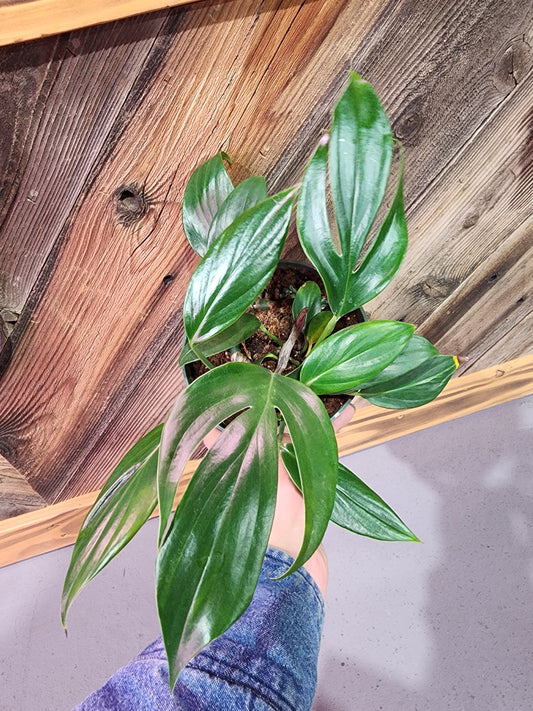 Rhaphidophora Decursiva (Dragon Tail Plant)