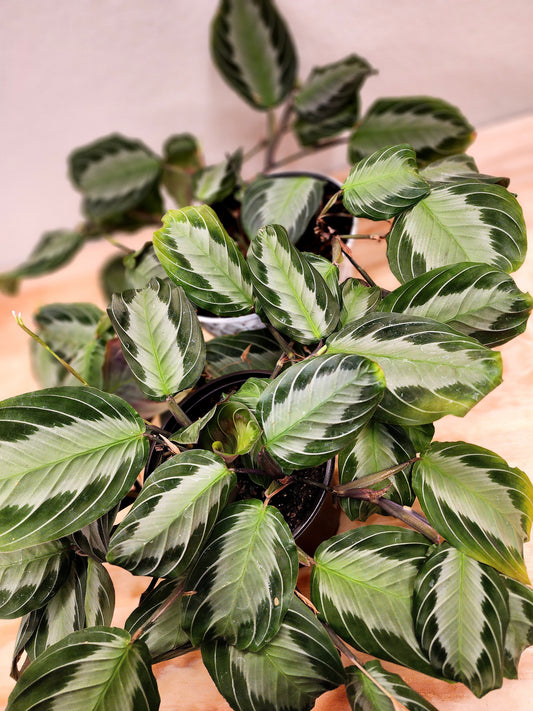 Maranta Leuconeura (Silver Band Prayer Plant)