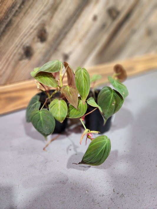 Philodendron Micans (Velvet leaf philodendron)