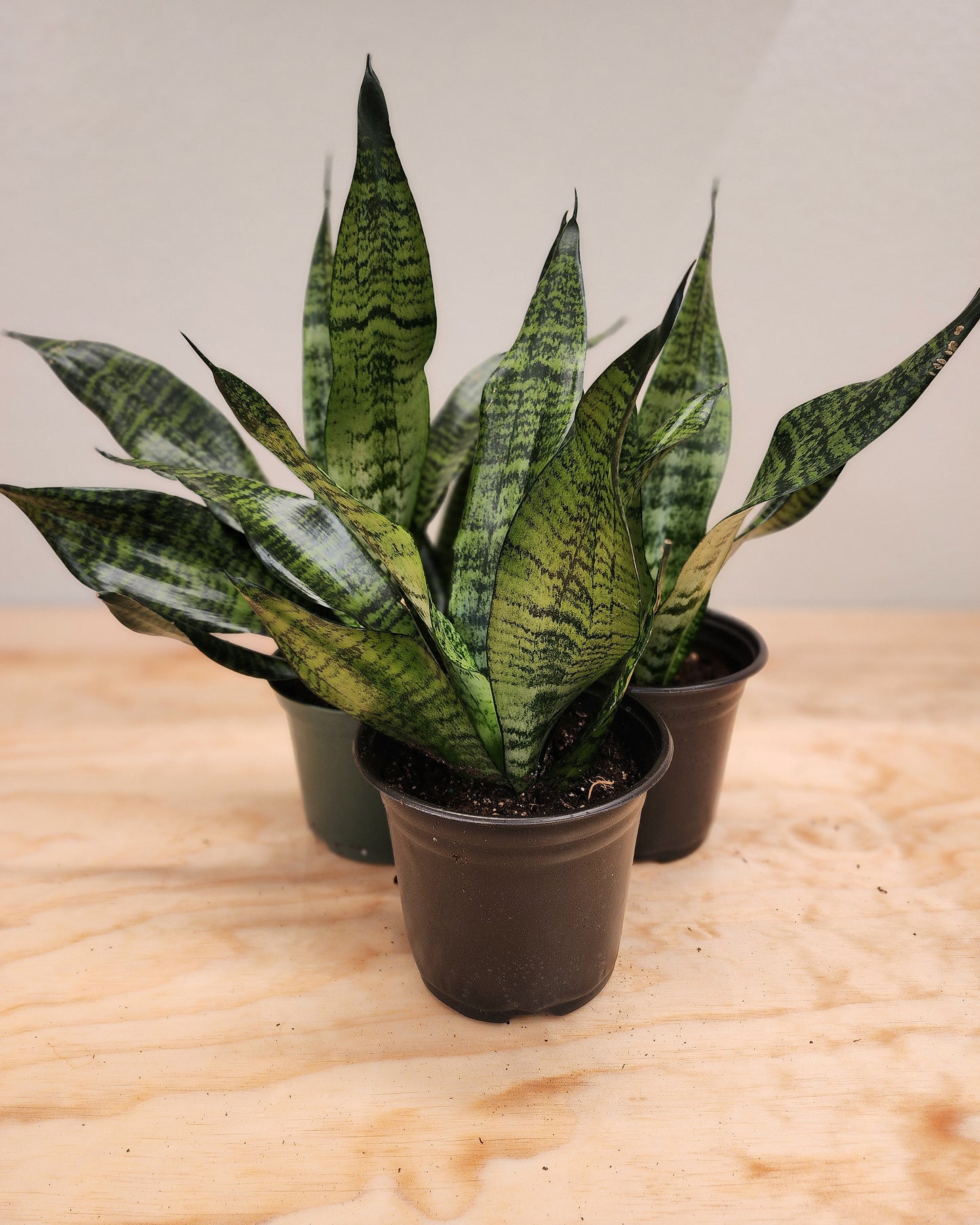 Sansevieria Trifasciata Robusta (Robusta Snake Plant)