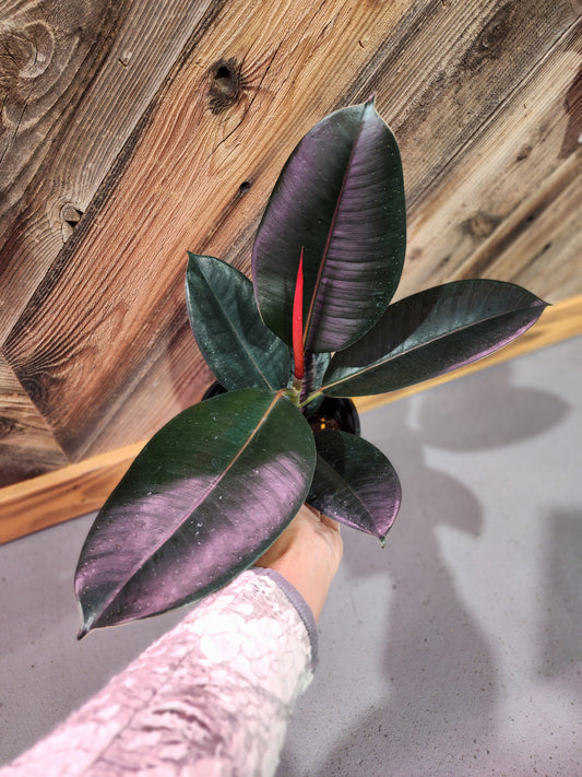 Ficus Elastica 'Burgundy' (Burgundy Rubber Tree)