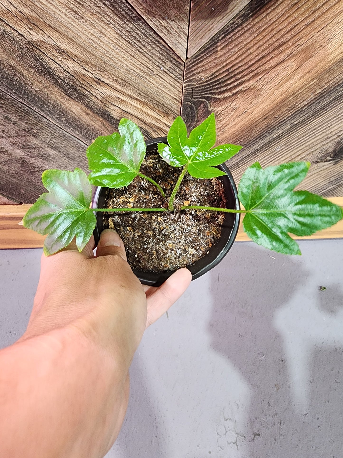 Fatsia Japonica (Paperplant or Japanese Aralia)