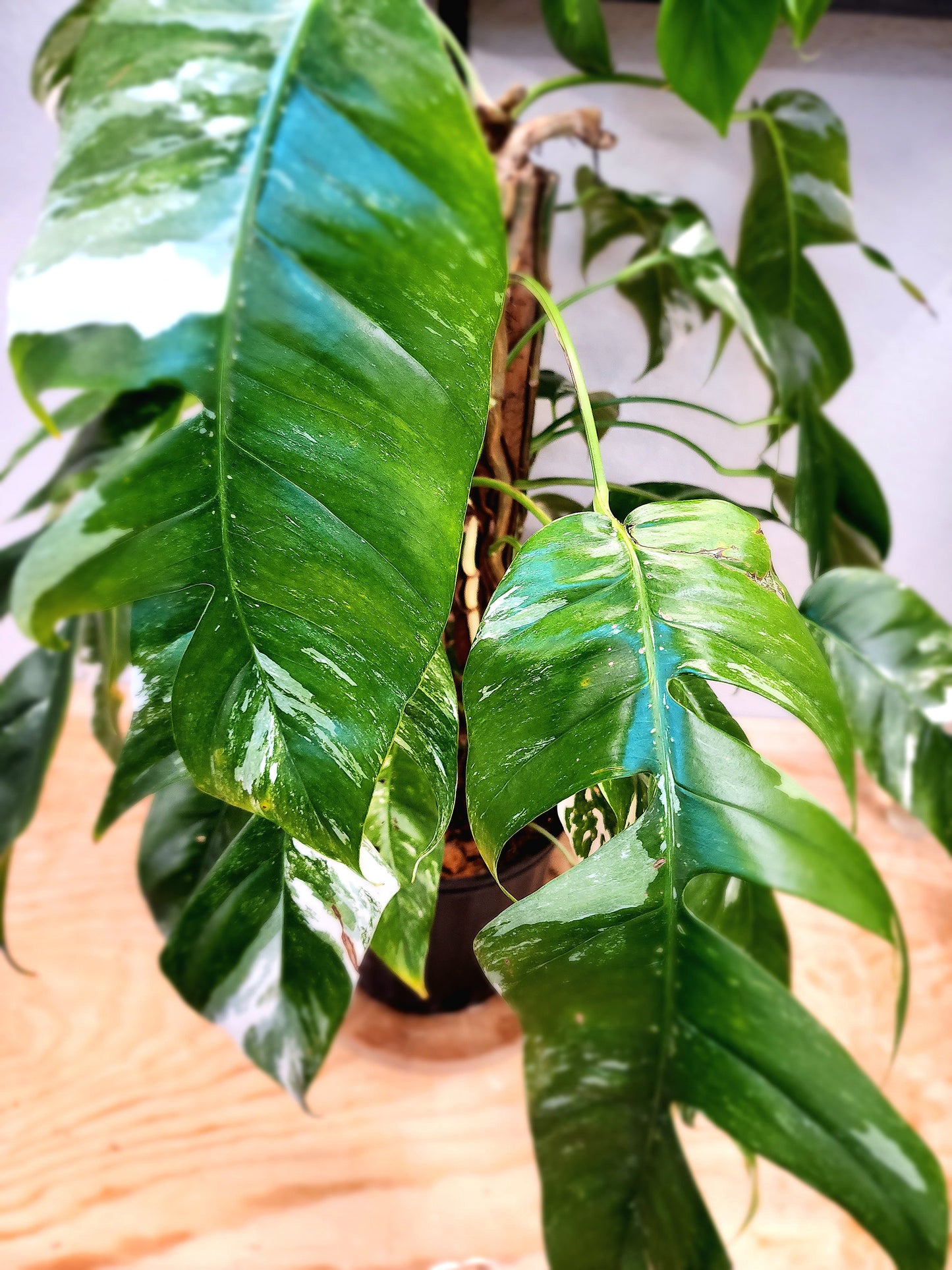 Epipremnum Pinnatum Albo Variegata (Variegated Dragon-Tail Plant)