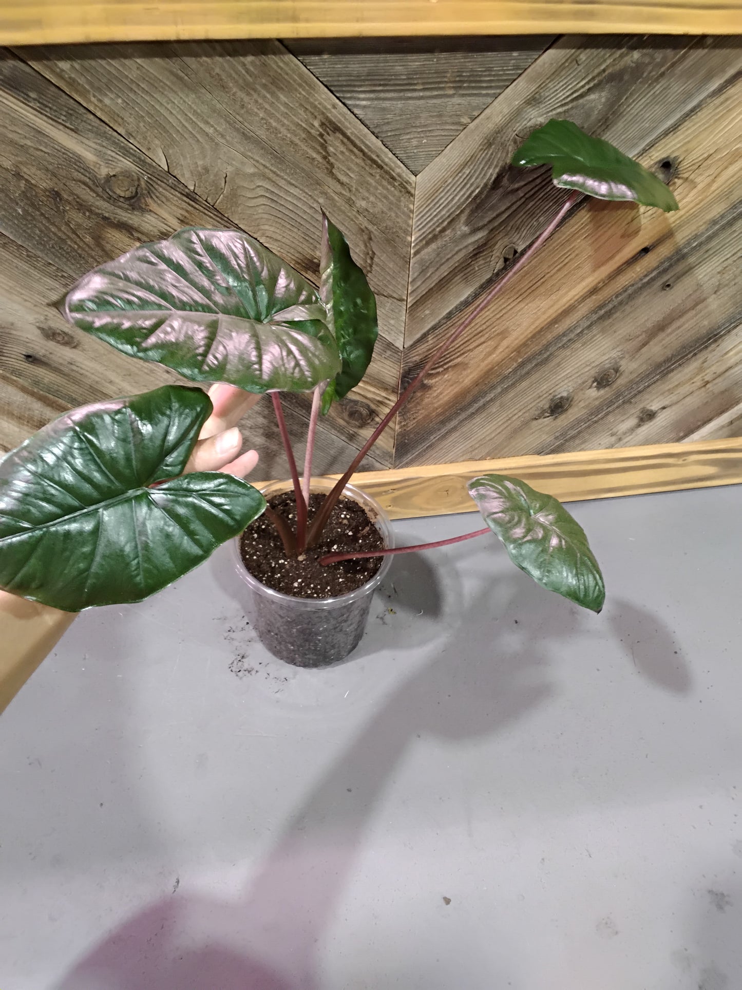 Alocasia Sarawakensis 'Yucatan Princess' (Alocasia Yucatan Princess)