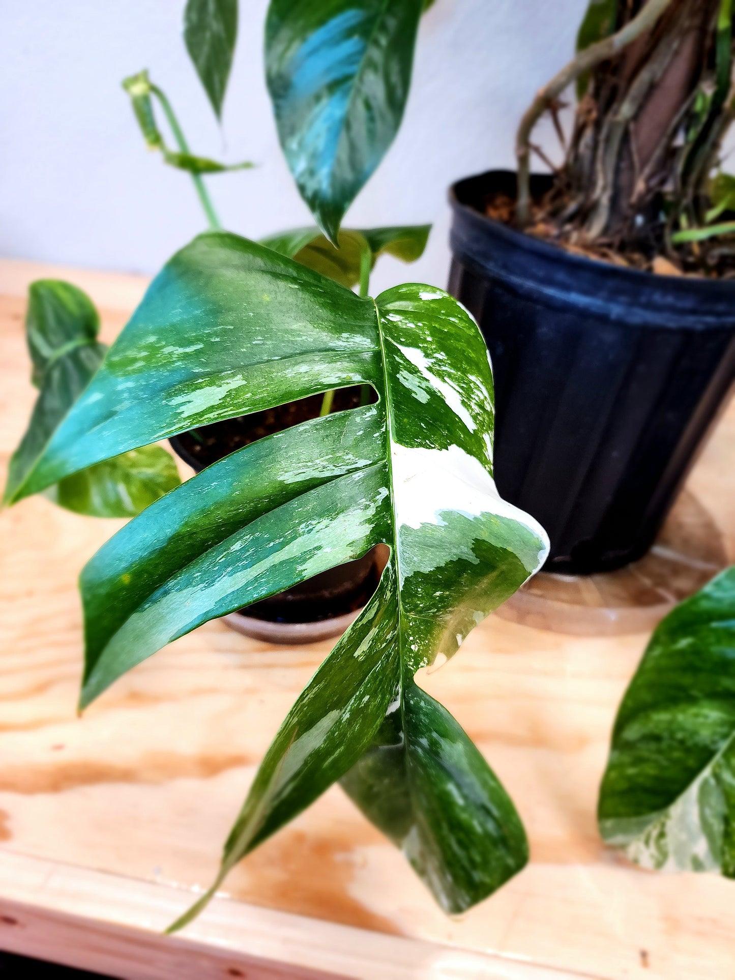 Epipremnum Pinnatum Albo Variegata (Variegated Dragon-Tail Plant)