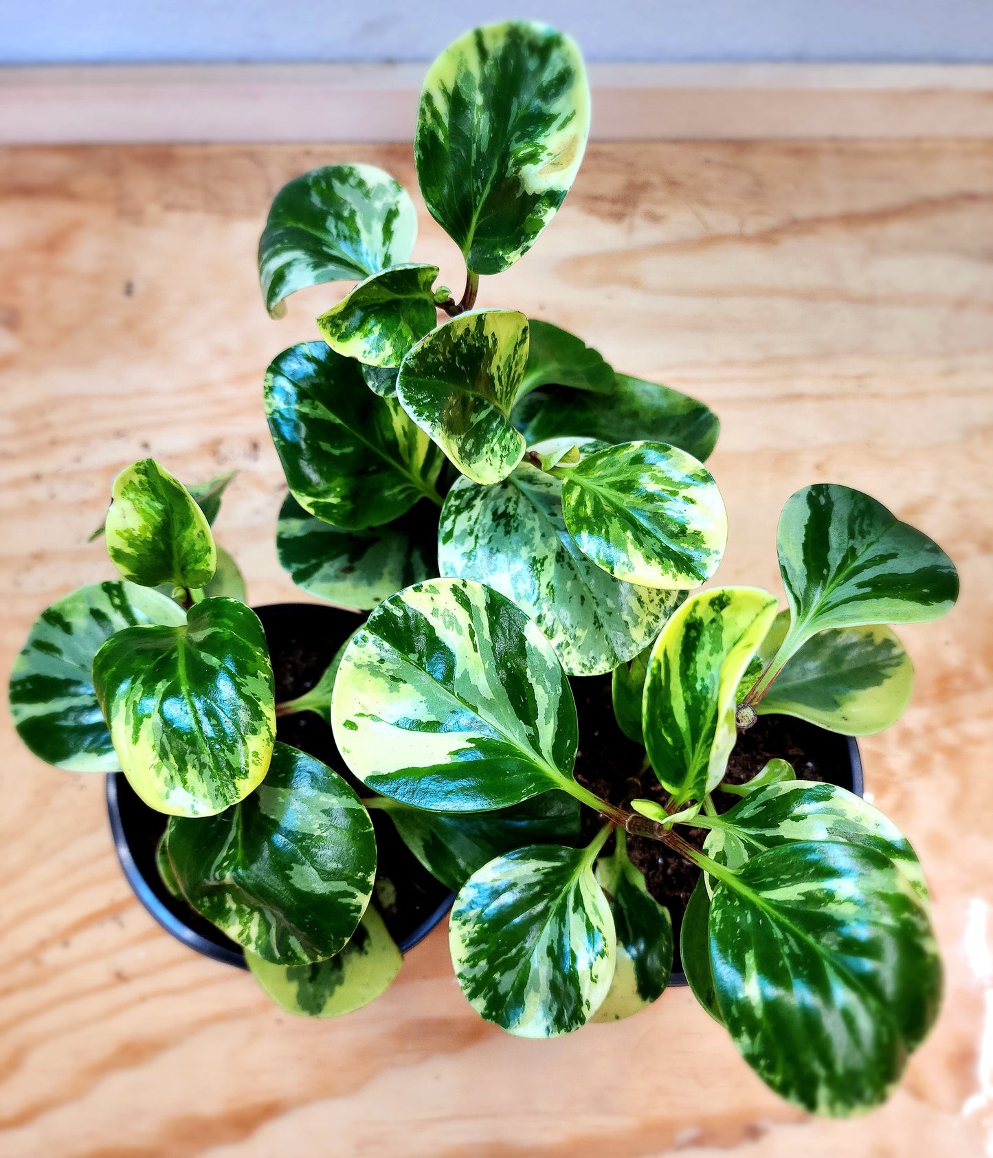 Peperomia Obtusifolia Marble (Marble Baby Rubber Plant)