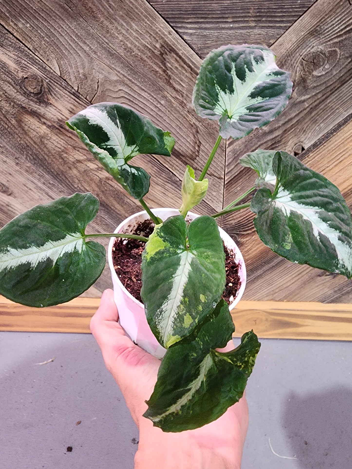 Syngonium Podophyllum 'Scrambled Eggs'