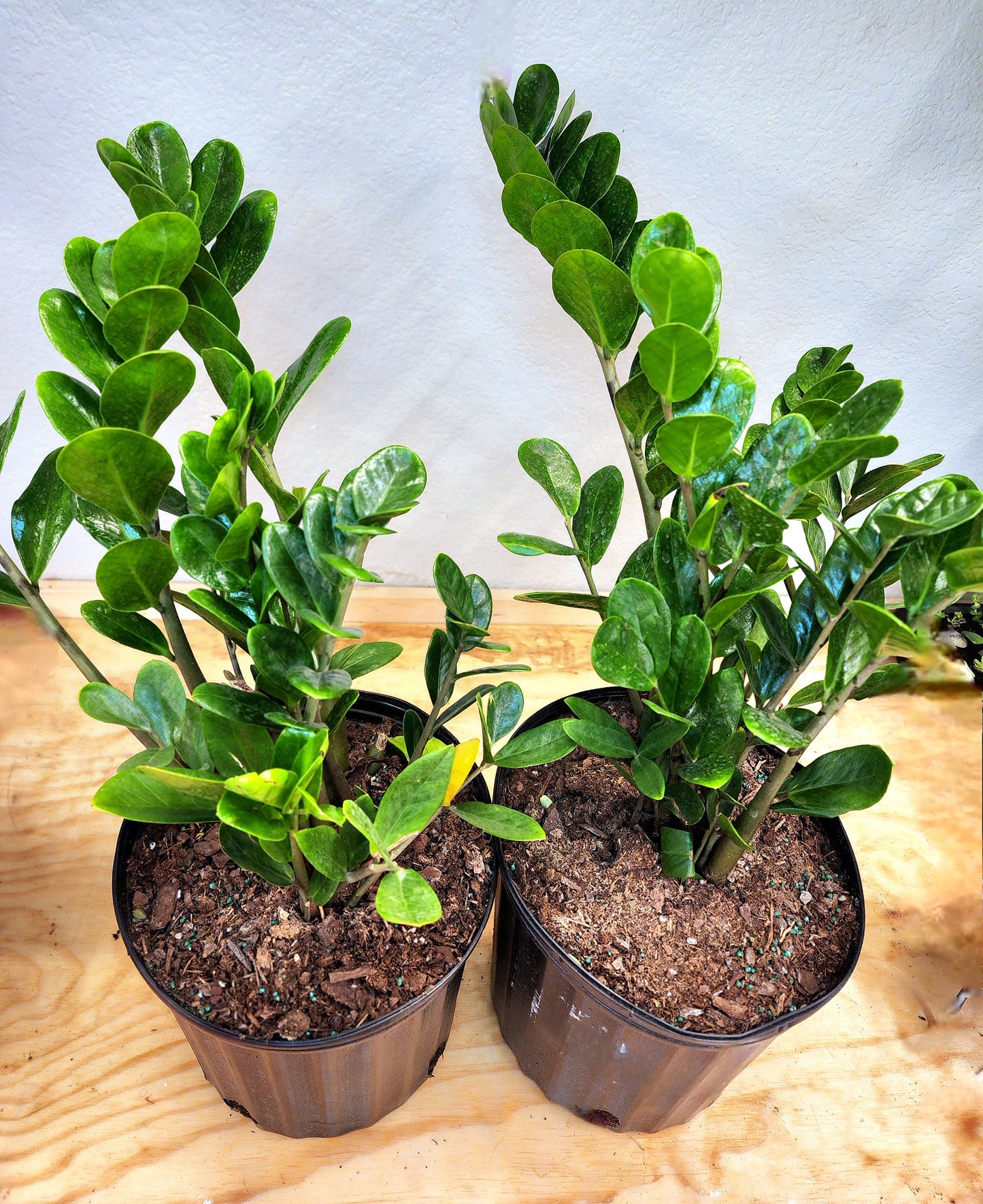 Zamioculcas Zamiifolia (ZZ Plant)