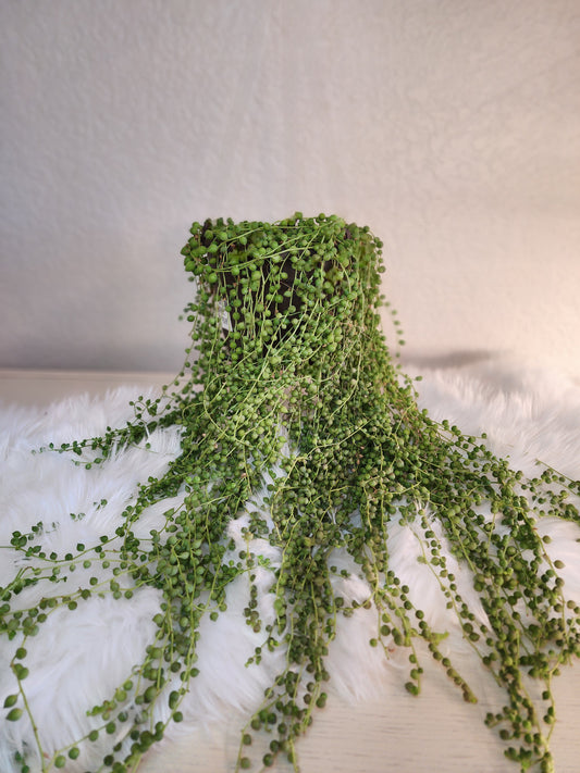 Senecio Rowleyanus (String Of Pearls)