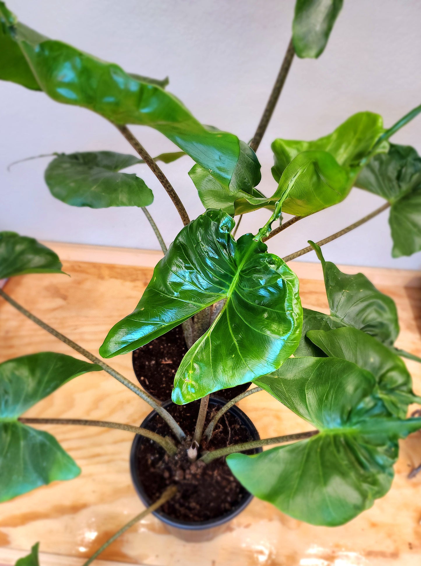 Alocasia Macrorrhizos (Alocasia Stingray)