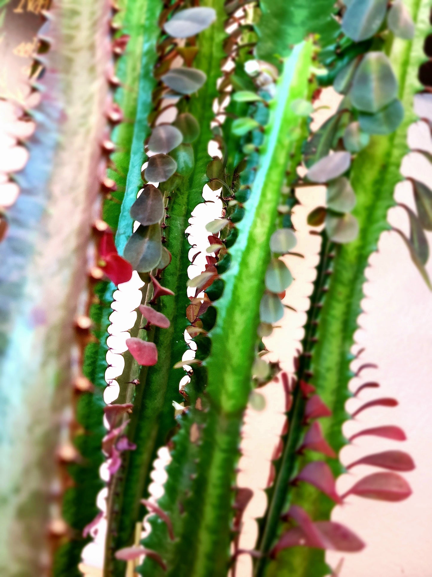 Euphorbia Trigona (African Milk Tree)