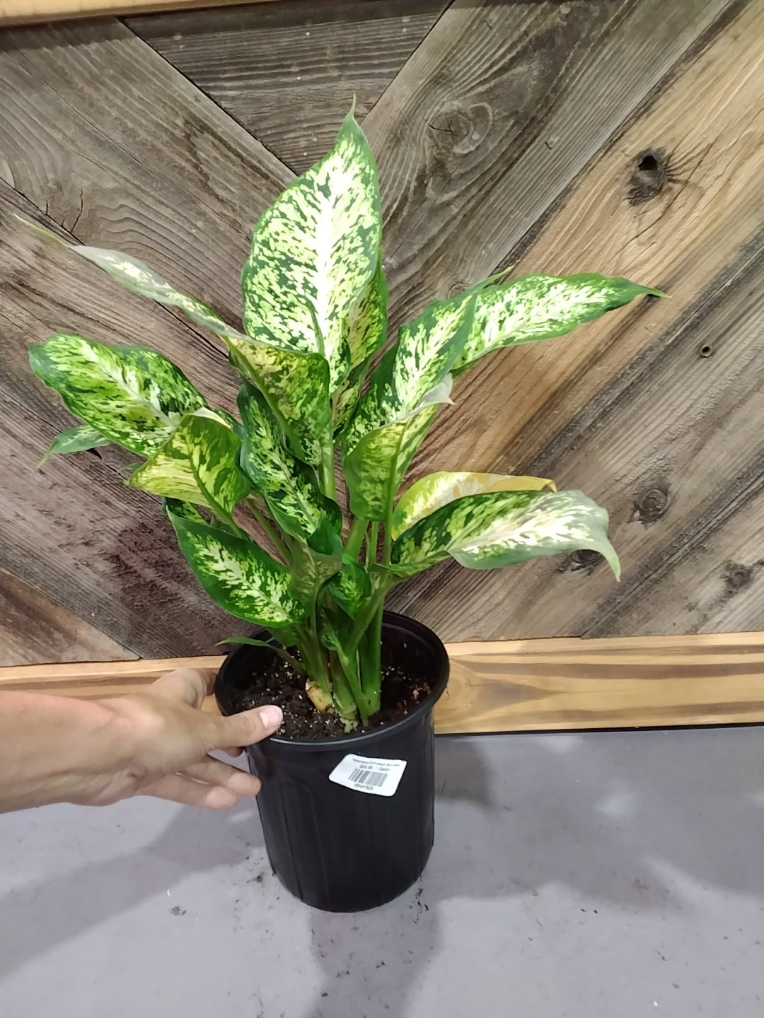 Aglaonema Commutatum 'Snow White'